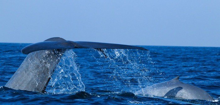 Наблюдение за китами / дельфинами