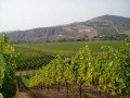 Виноградники Центральной долины (Santa Rita): фото 1