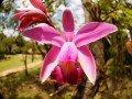 Остров Орхидей: фото 10