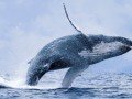 Самое-самое в Эквадоре и «шоу» китов: фото 2