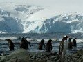 Двухдневный тур в Антарктиду!: фото 12