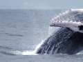 Самое-самое в Эквадоре и «шоу» китов: фото 1