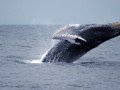 Самое-самое в Эквадоре и «шоу» китов: фото 3