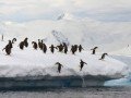 Круиз в Антарктиду на мега-яхте «LAustral» (рус. гид): фото 8
