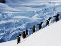 Однодневная экскурсия в Антарктиду: фото 8