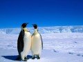 Двухдневный тур в Антарктиду!: фото 14