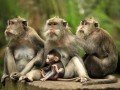 Лес обезьян: фото 6