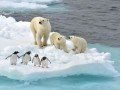 Круиз в Антарктиду на мега-яхте «LAustral» (рус. гид): фото 9