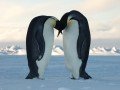 Двухдневный тур в Антарктиду!: фото 15