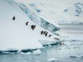 Круиз в Антарктиду на мега-яхте «LAustral» (рус. гид): фото 12