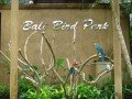 Парк птиц в Индонезии: фото 1
