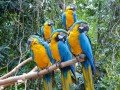 Парк птиц в Индонезии: фото 2