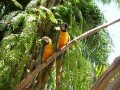 Парк птиц в Индонезии: фото 3