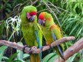 Парк птиц в Индонезии: фото 4