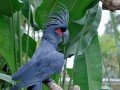Парк птиц в Индонезии: фото 5