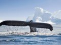 Круиз в Антарктиду на мега-яхте «LAustral» (рус. гид): фото 19