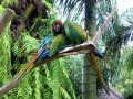 Парк птиц в Индонезии: фото 6