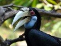 Парк птиц в Индонезии: фото 7