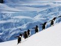 Круиз в Антарктиду на мега-яхте «LAustral» (рус. гид): фото 22