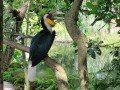 Парк птиц в Индонезии: фото 10