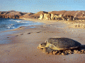 Дворцы на песке, или по следам Синдбада-Морехода (Оман - Бахрейн): фото 33