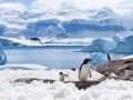 Однодневная экскурсия в Антарктиду: фото 3