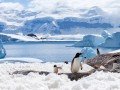 Двухдневный тур в Антарктиду!: фото 3