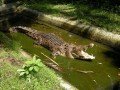 Крокодиловая ферма: фото 3
