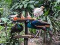 Парк птиц в Индонезии: фото 11