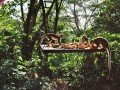 Джунгли Амазонии в La Casa del Suizo: фото 32