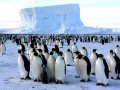 Круиз в Антарктиду на мега-яхте «LAustral» (рус. гид): фото 27