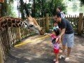 Сингапурский зоопарк: фото 1