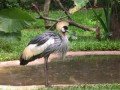 Парк птиц в Бразилии: фото 1