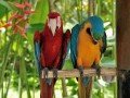 Парк птиц в Индонезии: фото 15