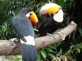 Парк птиц в Индонезии: фото 16