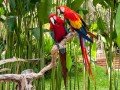 Парк птиц в Индонезии: фото 17