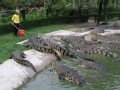 Крокодиловая ферма: фото 4