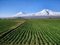 Букет Армении: фото 44