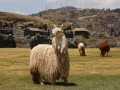 Перу – Боливия + Солончак Уюни: фото 44