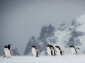 Экспедиция в Антарктиду через пролив Дрейка на т/х «Ocean Adventurer»: фото 4