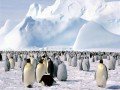 Экспедиционный круиз в Антарктику на т/х «Ocean Endeavour»: фото 5