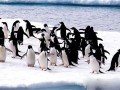 Круиз в Антарктиду на экспедиционном судне «Ocean Diamond»: фото 6