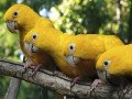 Парк птиц в Бразилии: фото 2