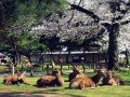Экскурсионно-гастрономический тур по Японии: фото 69