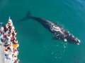 Наблюдение за китами / дельфинами: фото 1