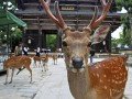 Экскурсионно-гастрономический тур по Японии: фото 70