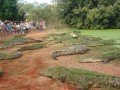 Крокодиловая ферма: фото 7