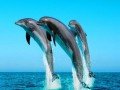 Наблюдение за китами / дельфинами: фото 3