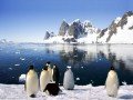 Новый год в Антарктиде: фото 3