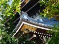 Экскурсионно-гастрономический тур по Японии: фото 91